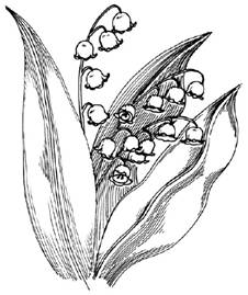 How to Draw Lilly of the Valley