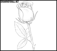 How To Draw Roses With Easy Step By Step Valentine S Day Drawing Tutorials Lessons For Kids And Children