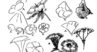 Drawing Flowers & Plants & Weeds