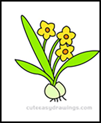 How to Draw a Flowering Daffodil Easy for Kids