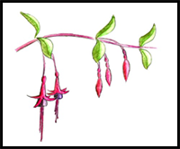 How to Draw a Fuchsia