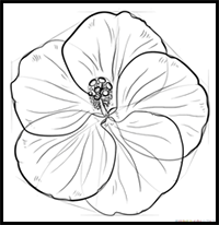 How to draw flowers/ Different types of flowers drawing for beginners 