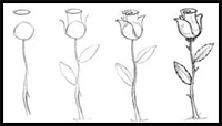 How to Draw Rose