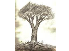 How to Draw and Sketch Deciduous Trees : A Step-by-Step Demo on Drawing Trees