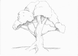 Drawing Trees: How to Draw Trees