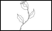 How to Draw a Rose