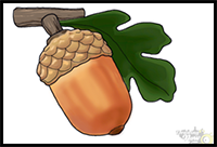 How to Draw an Acorn