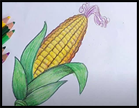 How to Draw a Corn Easy for Beginners