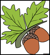 How to Draw Acorns