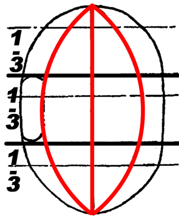 Now draw a convex line down the first third of the oval and then do it again on the other side.