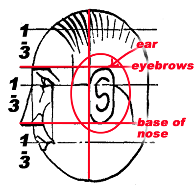 Within the second half will be the ear, starting at the center line, "C"-shaped, covering two-thirds of this area. 