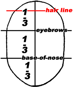The first third will be the location of the line of the eyebrows, the second third the base line of the nose. Of the top third, the upper third of that will be the line of the hair. 