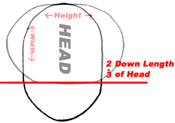 As a rule the width of the head is two-thirds that of its length. 