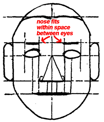In a front view it is easy to locate the width of the nose—it is exactly within the space between the eyes. 