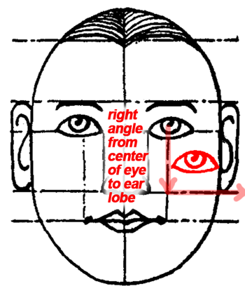 as the eyes are an eye's width apart, the nose (base) is an eye in width, and directly below in the intervening space. 