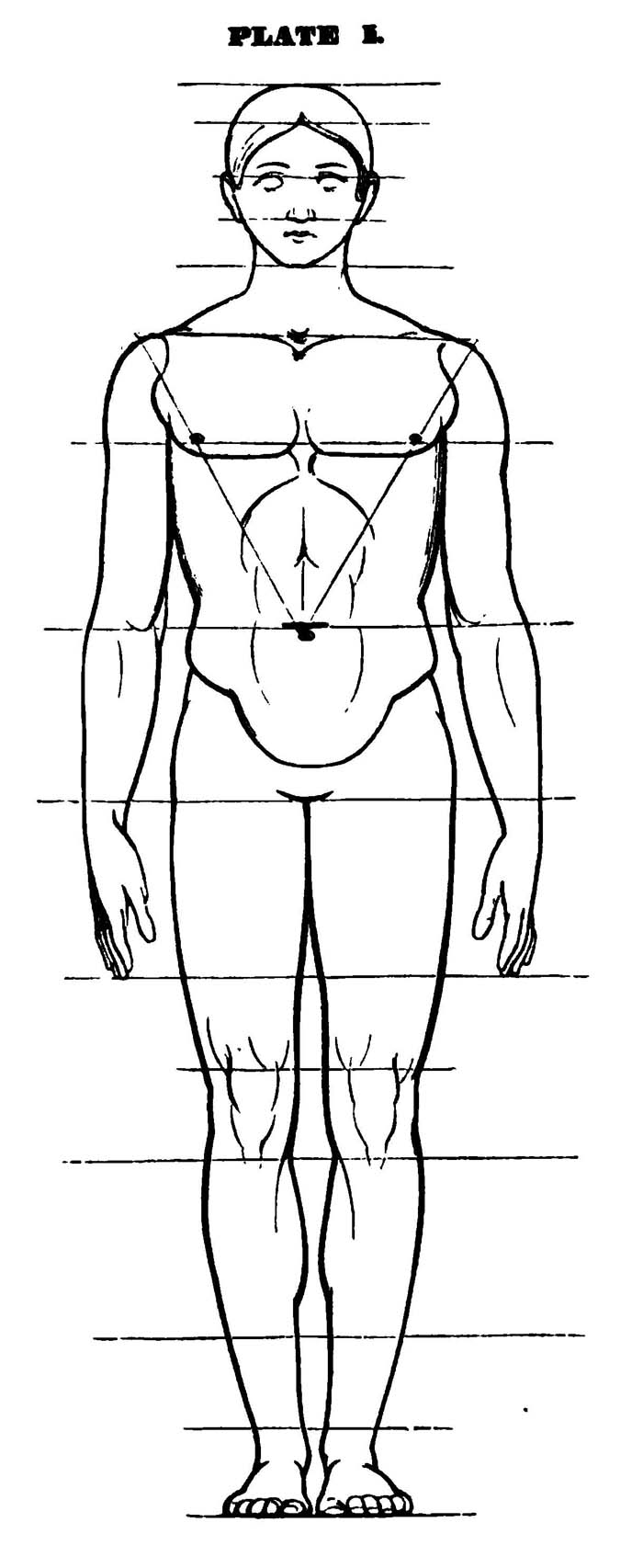 drawing human body