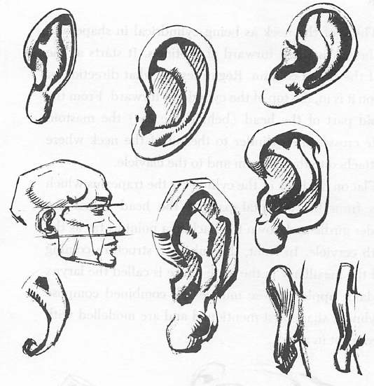 How to Draw Human ears