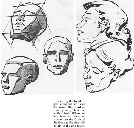 Drawing the human face