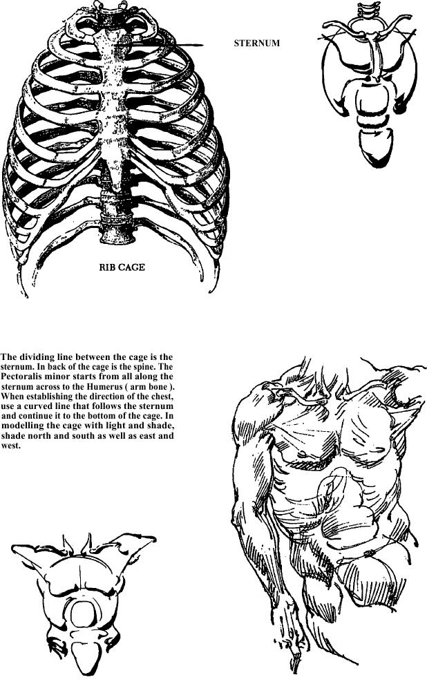 Drawing Human Chest, Torso and Body Drawing Lesson: How to Draw Human