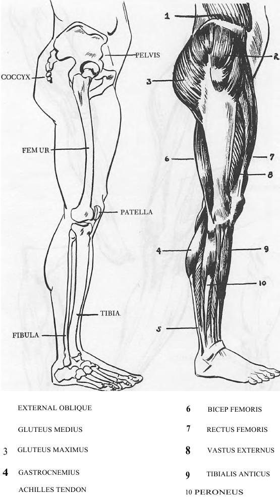 Superb drawing flayed anatomy Leg Foot curiosi by hand lead pencil 19th  century
