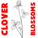 How to Draw Clover Blossoms