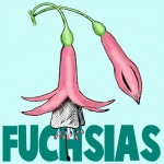 How to Draw Fuchsias Flowers with Easy Steps Drawing Tutoria