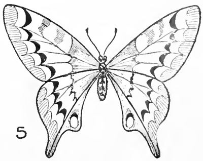 how to draw a butterfly flying