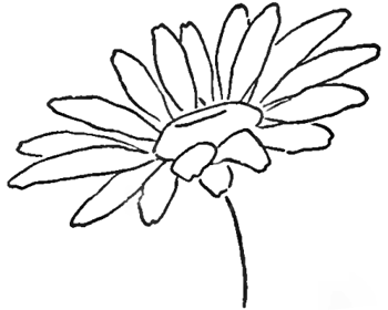 AUDIO: To Draw - English Daisies