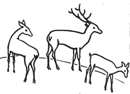 how to draw a deer step by step