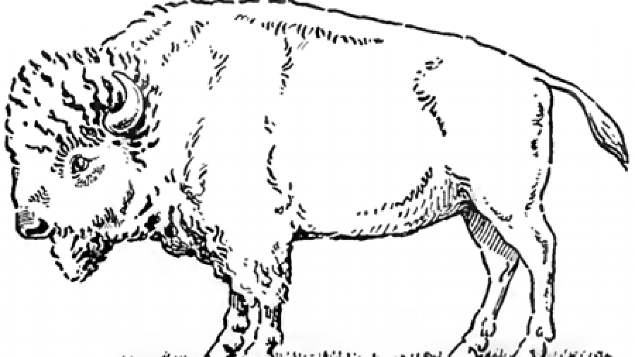 How to Draw a Water Buffalo  The Best Water Buffalo Sketch Tutorial