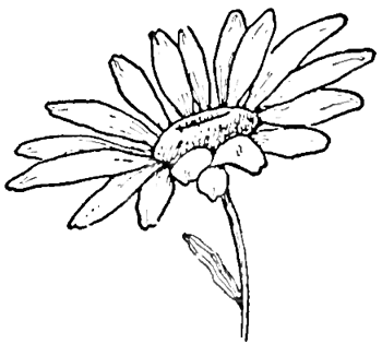 Sketch how to draw a daisy