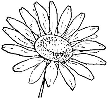 Daisy flower drawing Vector engraved Chamomile floral black ink sketch  Wild botanical garden bloom 10424067 Vector Art at Vecteezy