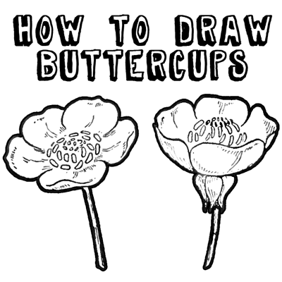 buttercup flower tattoo outline