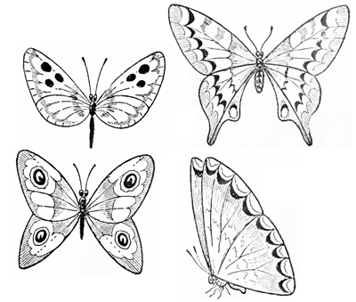 Butterfly Drawing Easy Methods : How to Draw Butterflies Step by Step ...