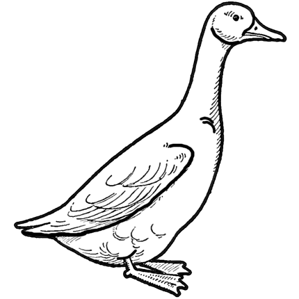 Drawing a Goose How to Draw Geese Step by Step Tutorial