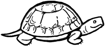 sea turtle shell drawing