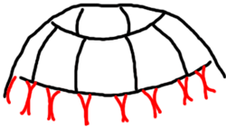 How to Draw Turtles with Easy Step by Step Drawing Instructions - How