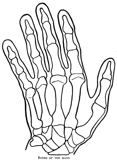 simple skeleton hand drawing