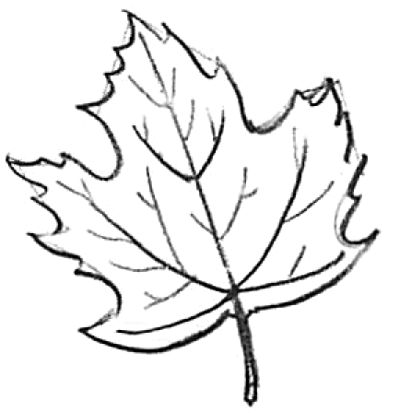 Easy How to Draw a Maple Leaf Tutorial and Leaf Coloring Page