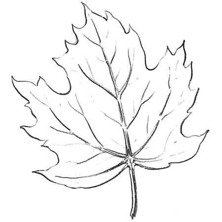 Maple Leaf Outline Drawing @ Outline.pics