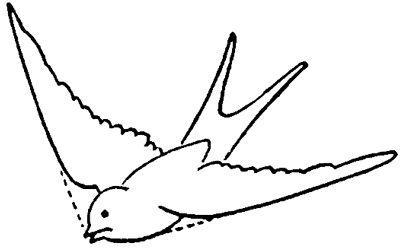 Step 4 Drawing Birds Swallows With Easy Steps Lesson How To