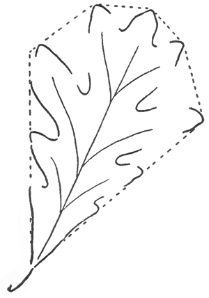 simple oak leaf outline