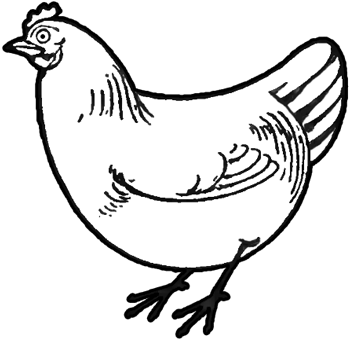 How to Draw Chickens Hens with Easy Step by Step Drawing