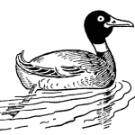 How to Draw Ducks with Easy Step by Step Drawing Tutorial – How to Draw ...