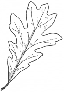 How to Draw Oak Leaves with Step by Step Drawing Lessons - How to Draw