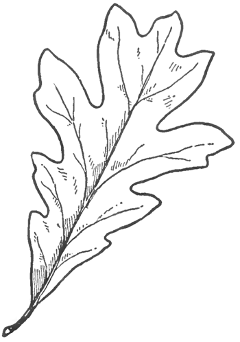 How to Draw Oak Leaves with Step by Step Drawing Lessons