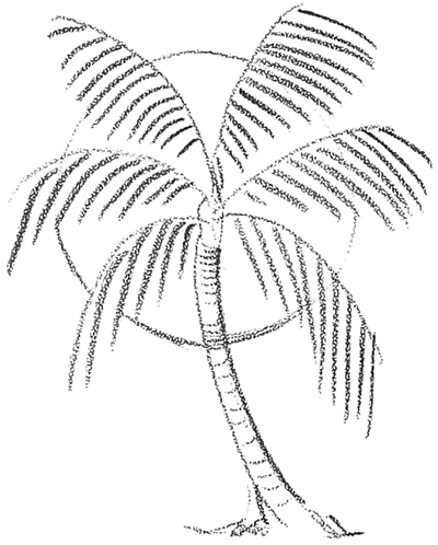 how to draw a palm tree step by step