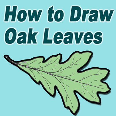 How to Draw Oak Leaves with Step by Step Drawing Lessons - How to Draw Step  by Step Drawing Tutorials