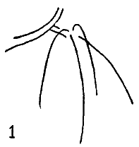 How to Draw Cherries with 2 Simple Step by Step Drawing