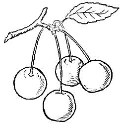 How to Draw Cherries with 2 Simple Step by Step Drawing